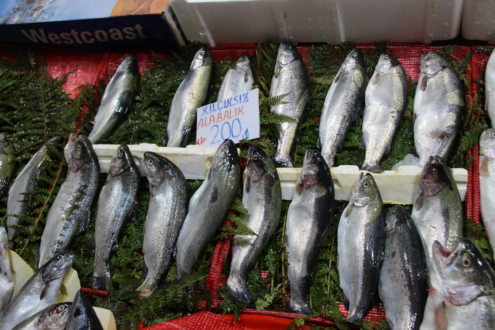 Balık Pazarlarında Fiyat Artışı! En Ucuz Balık Hangisi? İşte Detaylar...
