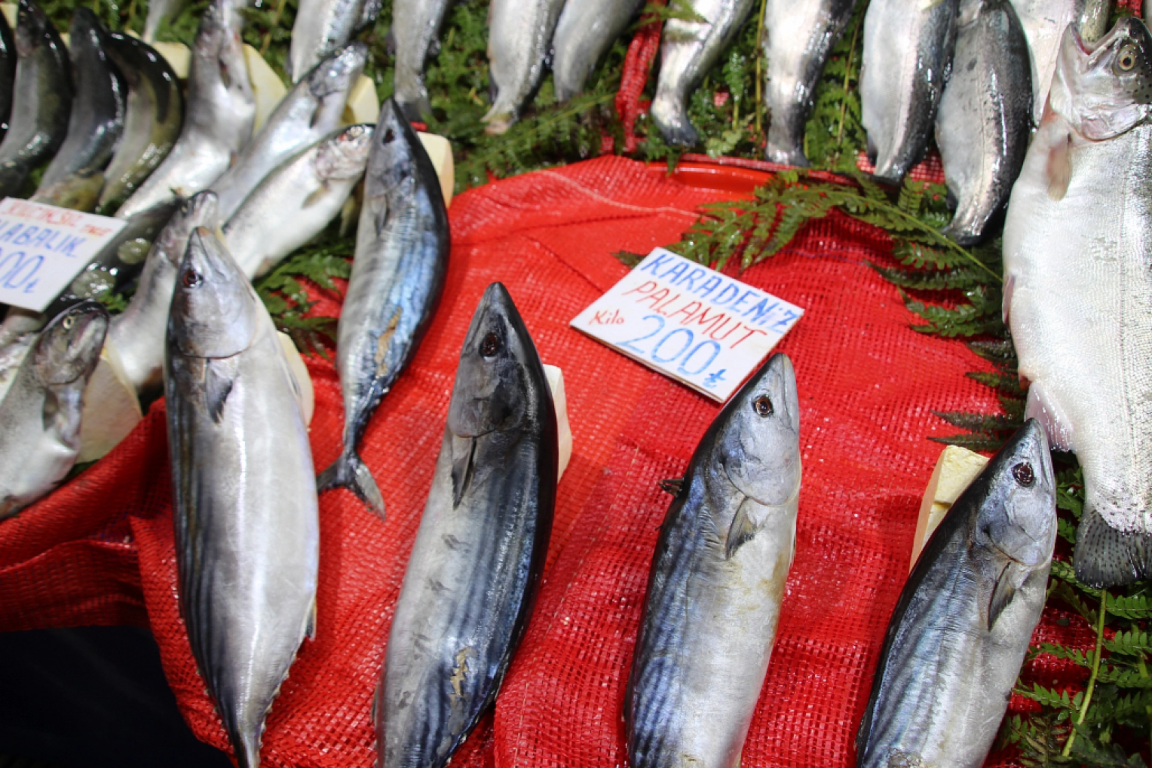 Balık Pazarlarında Fiyat Artışı! En Ucuz Balık Hangisi? İşte Detaylar...
