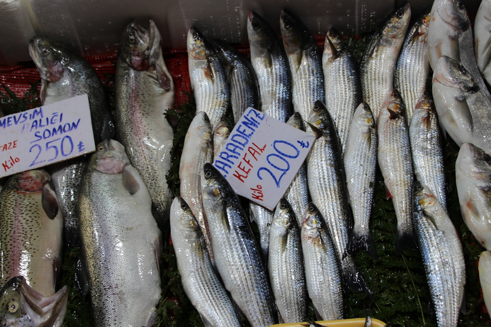 Balık Pazarlarında Fiyat Artışı! En Ucuz Balık Hangisi? İşte Detaylar...