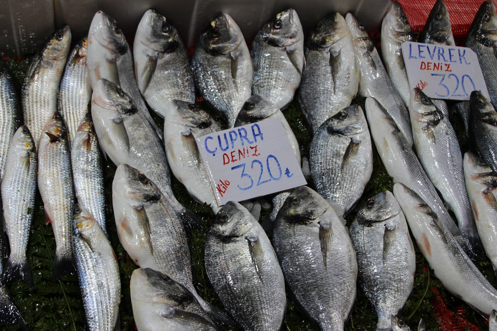 Balık Pazarlarında Fiyat Artışı! En Ucuz Balık Hangisi? İşte Detaylar...