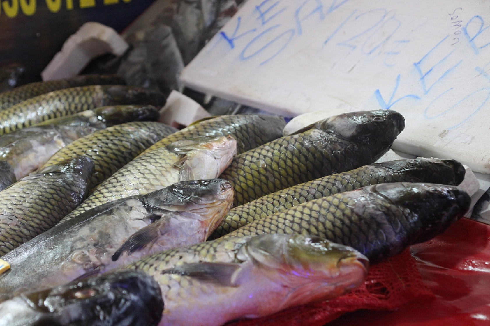 Malatya'da sezonu açıldı: Peki balık fiyatları nasıl? İşte en çok satılan balıklar ve fiyatları...