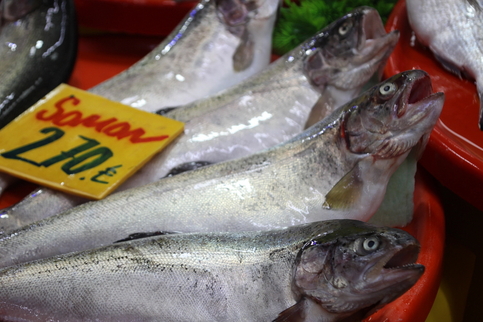 Malatya'da sezonu açıldı: Peki balık fiyatları nasıl? İşte en çok satılan balıklar ve fiyatları...