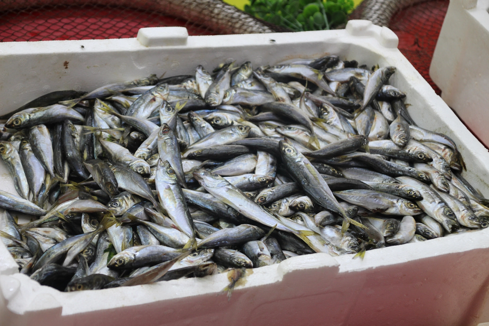 Malatya'da sezonu açıldı: Peki balık fiyatları nasıl? İşte en çok satılan balıklar ve fiyatları...