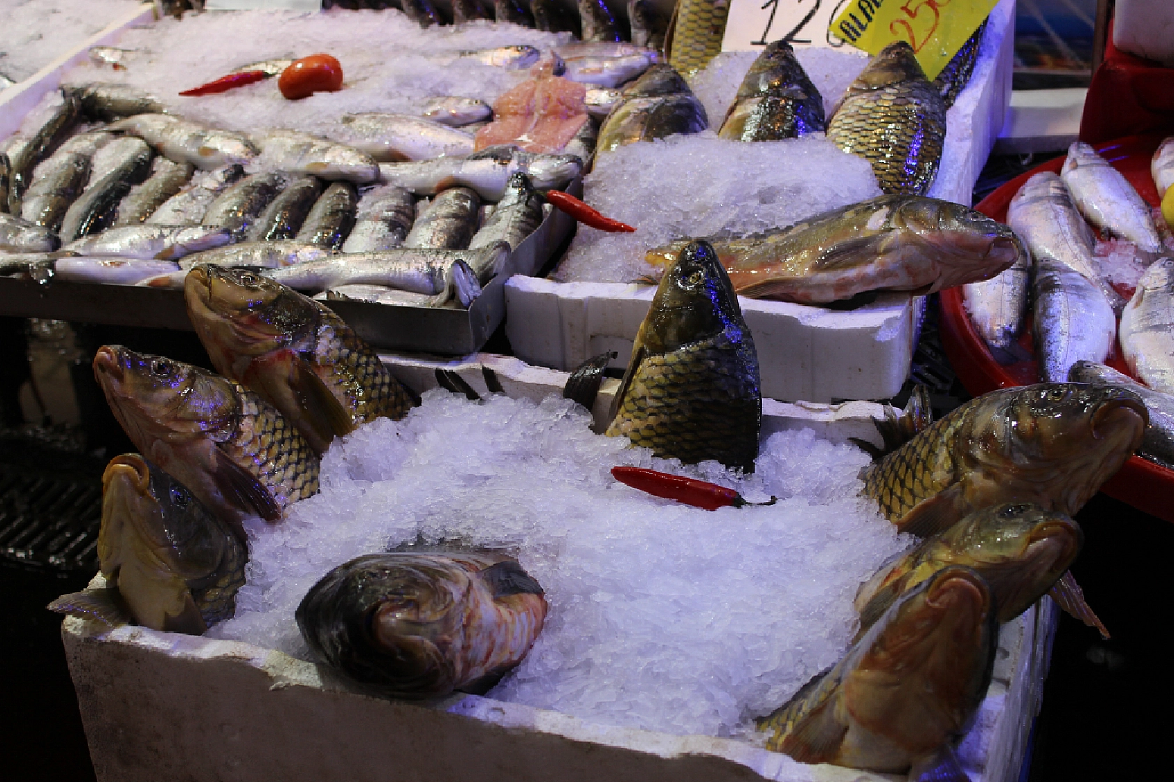 Malatya'da balık sezonu başladı! En ucuz balık hangisi? İşte fiyatlar...