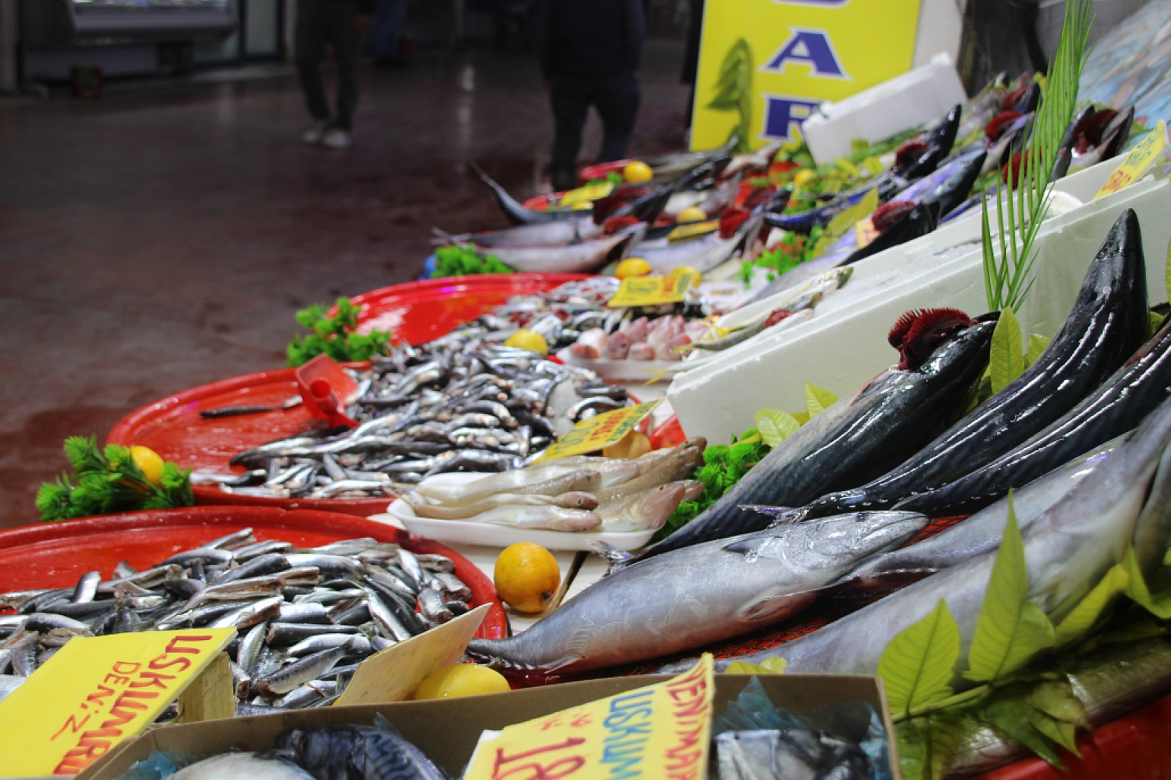 Malatya'da Balık Almak Artık Lüks: Vatandaş Balığa Hasret Kaldı…