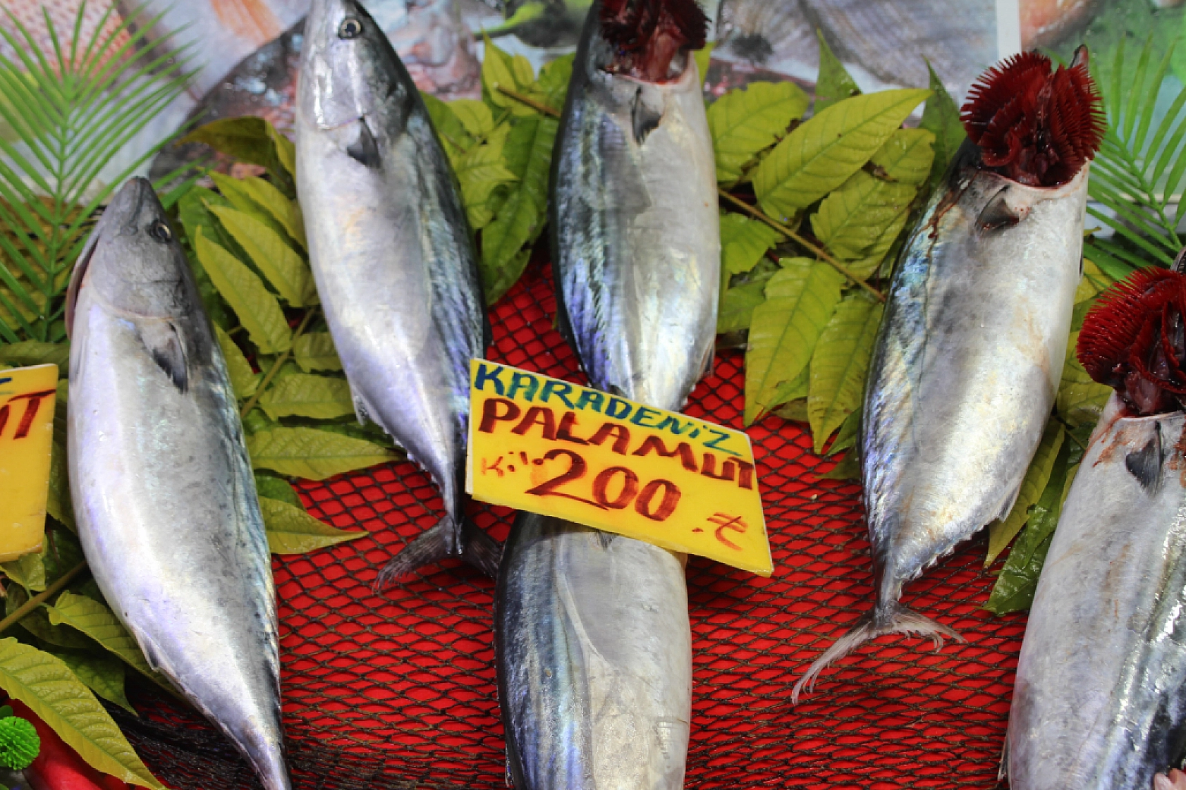 Malatya'da Balık Almak Artık Lüks: Vatandaş Balığa Hasret Kaldı…