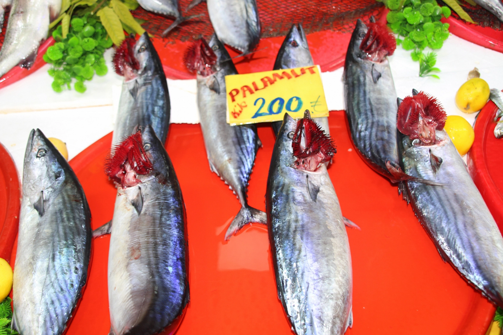 Malatya'da Balık Almak Artık Lüks: Vatandaş Balığa Hasret Kaldı…