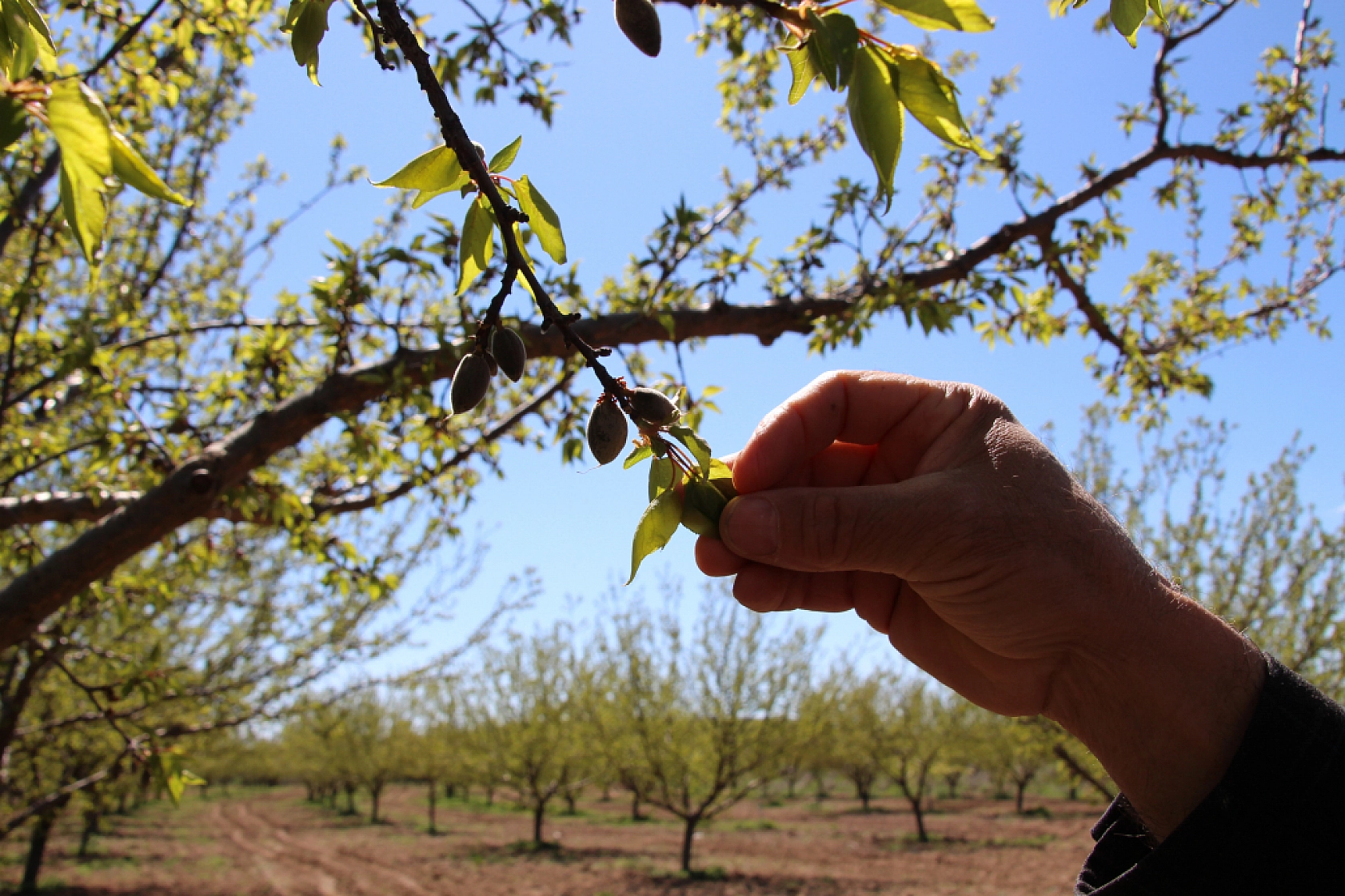 TARSİM'i Olmayan Çiftçiler Dikkat! Destek Başvurularının Detayları Belli Oldu!