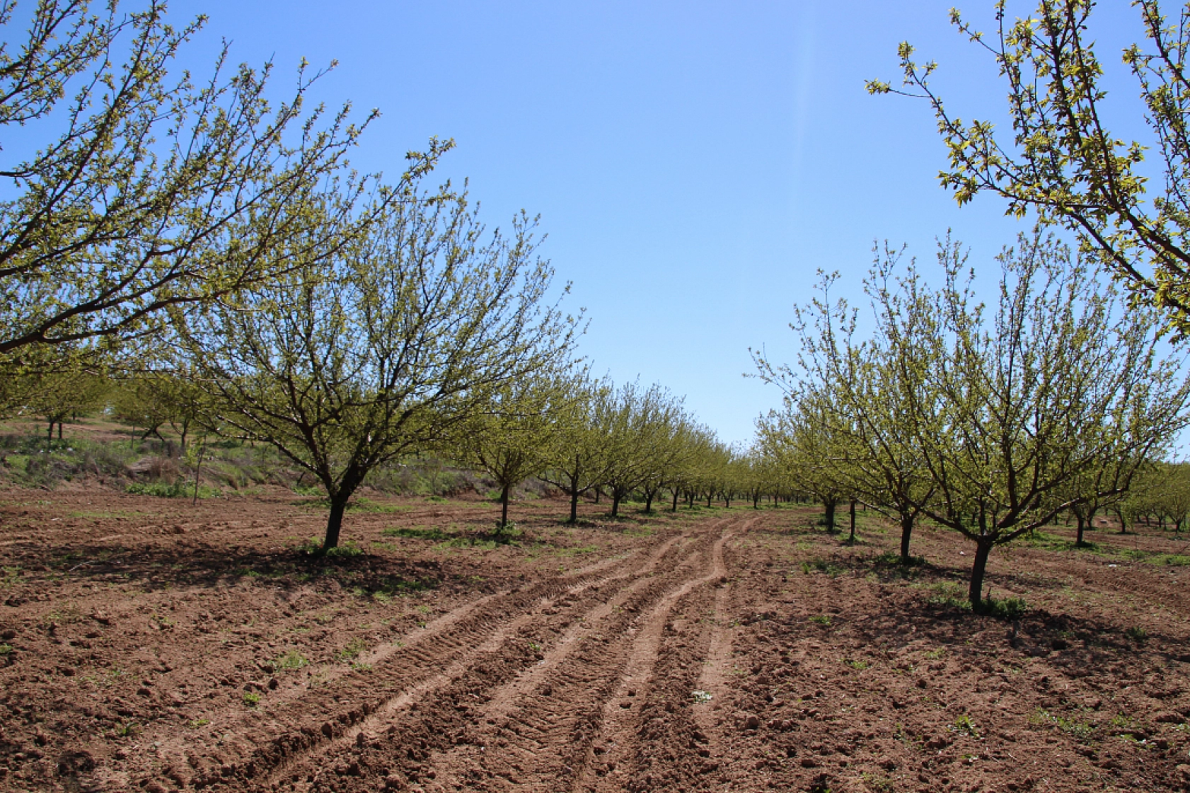Bakan'dan Zirai don açıklaması: Malatya Afet bölgesi mi ilan ediliyor?