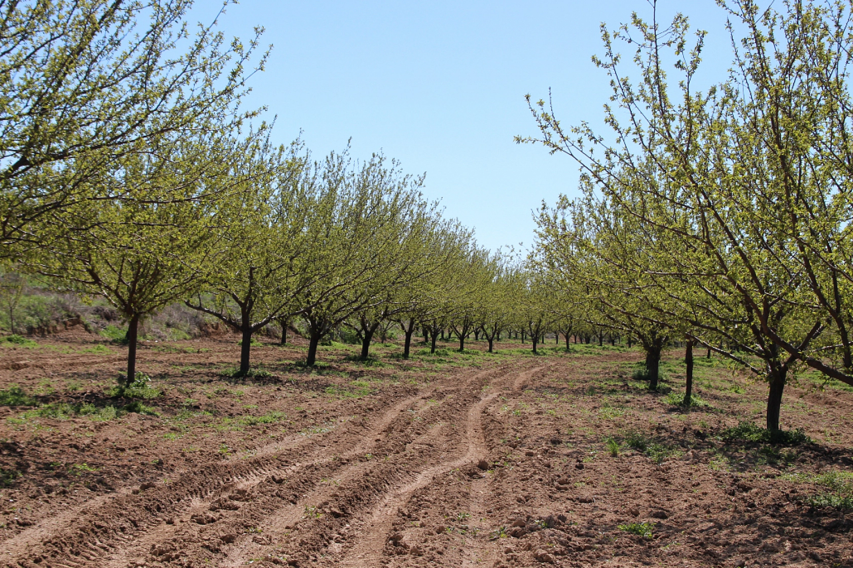 Kayısı üreticilerine kritik uyarı: Malatya'da ağaçlar boş kalabilir! Sakın ihmal etmeyin…