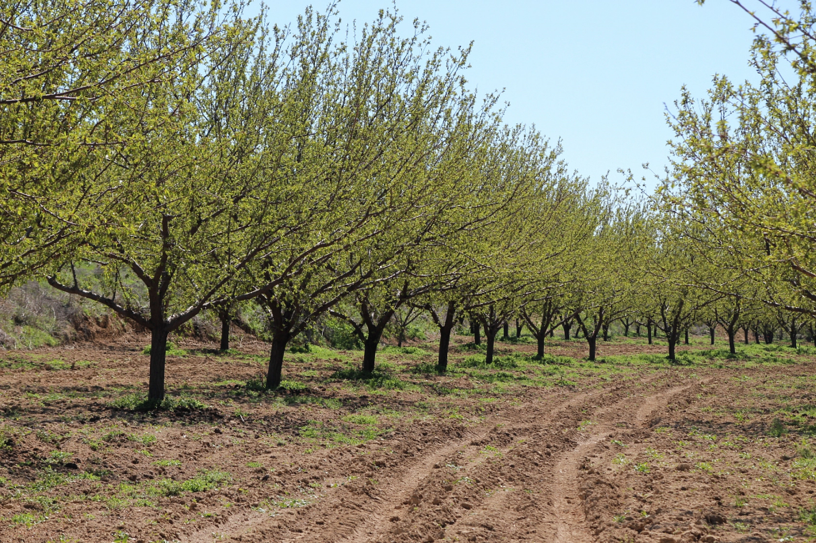 Zirai dondan etkilenen çiftçilere öneri: Ağaçlara su takviyesi yapılmalı!