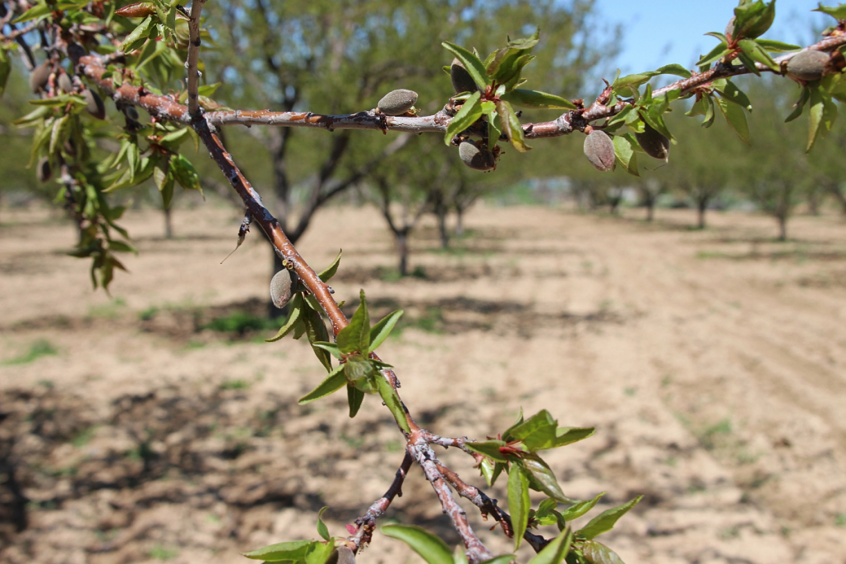 Kayısı sezonunu umutla bekliyorlardı: Zirai don emeklileri de vurdu