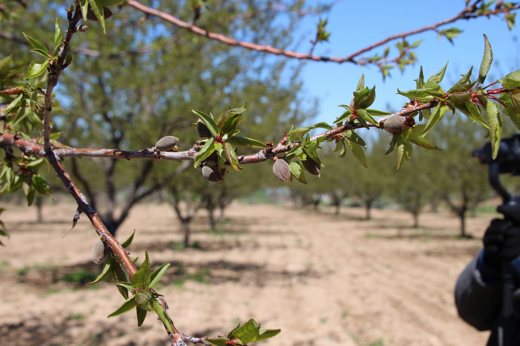 Bakan'dan Zirai don açıklaması: Malatya Afet bölgesi mi ilan ediliyor?