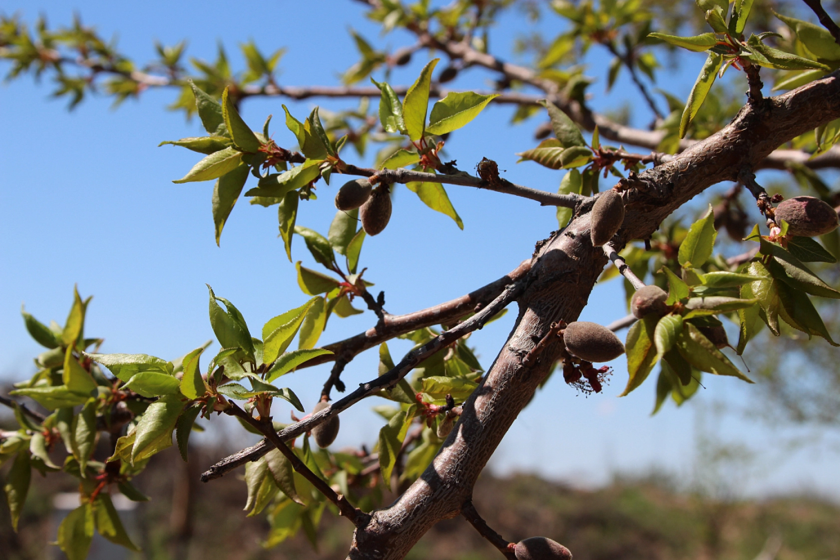Bakan'dan Zirai don açıklaması: Malatya Afet bölgesi mi ilan ediliyor?