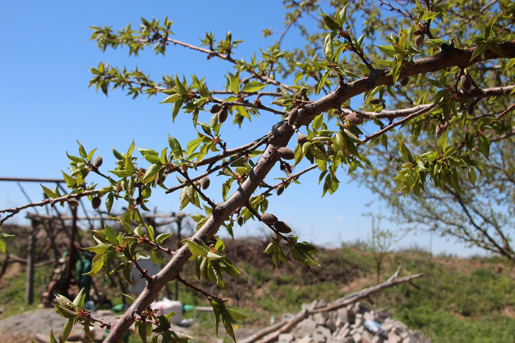 Tarım Sigortası Nedir? Hasar tazminatı ne zaman ve nasıl ödenir? İşte Çiftçilerin Bilmesi Gerekenler…