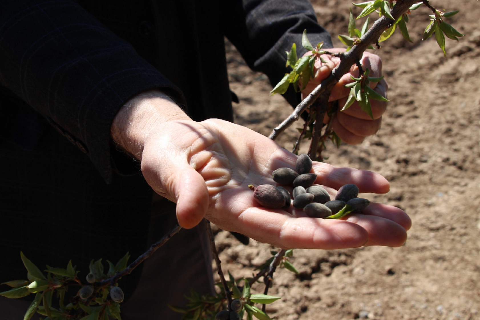 Malatyalı çiftçiler talep etti: Kayısı da fındık gibi stratejik ürün grubuna alınsın!