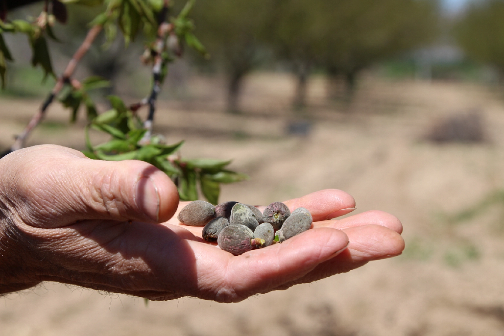 Tarım Sigortası Nedir? Hasar tazminatı ne zaman ve nasıl ödenir? İşte Çiftçilerin Bilmesi Gerekenler…