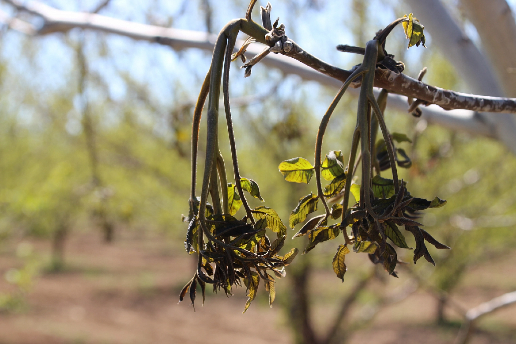 Tarım Sigortası Nedir? Hasar tazminatı ne zaman ve nasıl ödenir? İşte Çiftçilerin Bilmesi Gerekenler…
