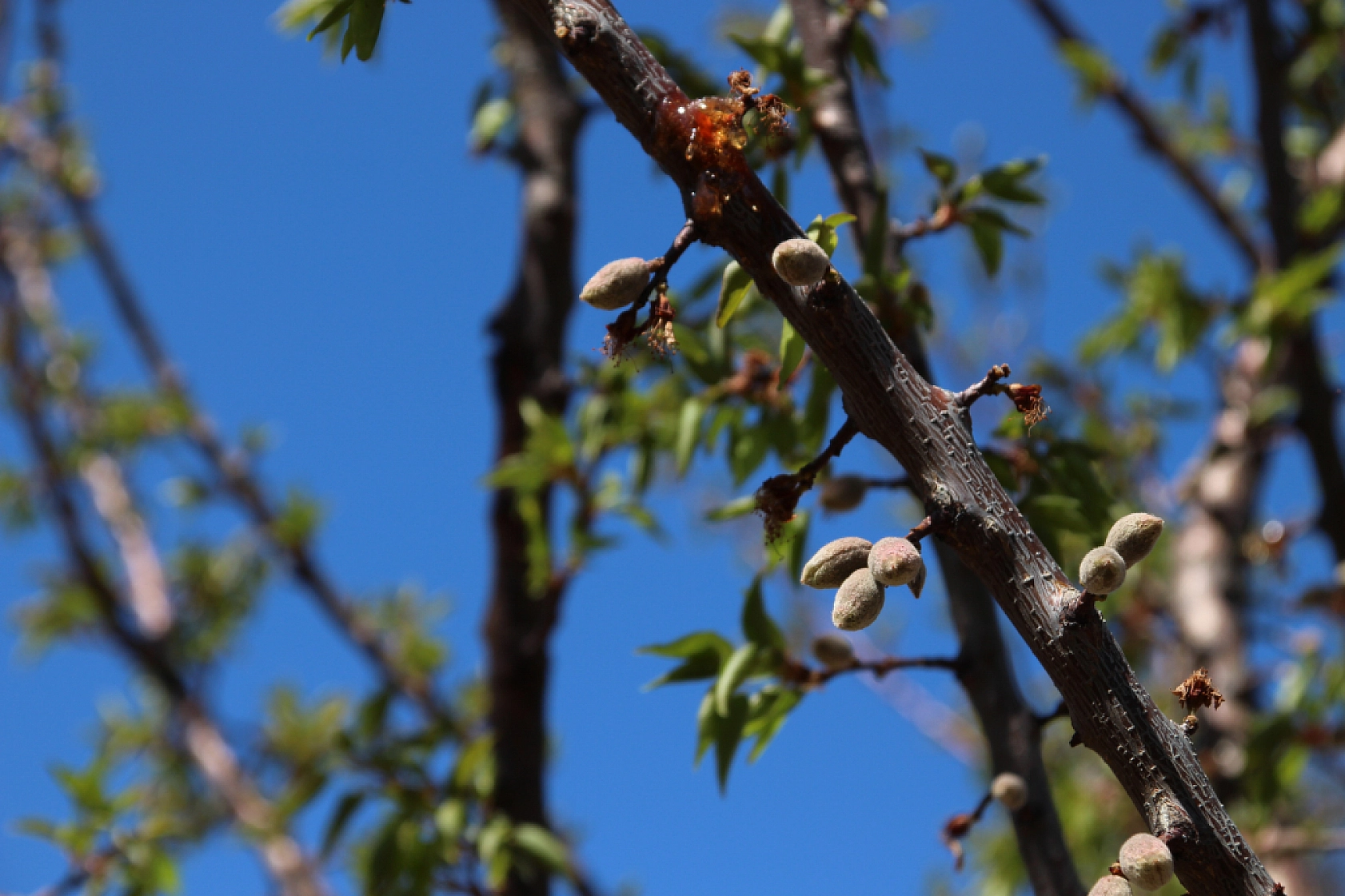 Zirai dondan etkilenen çiftçilere öneri: Ağaçlara su takviyesi yapılmalı!
