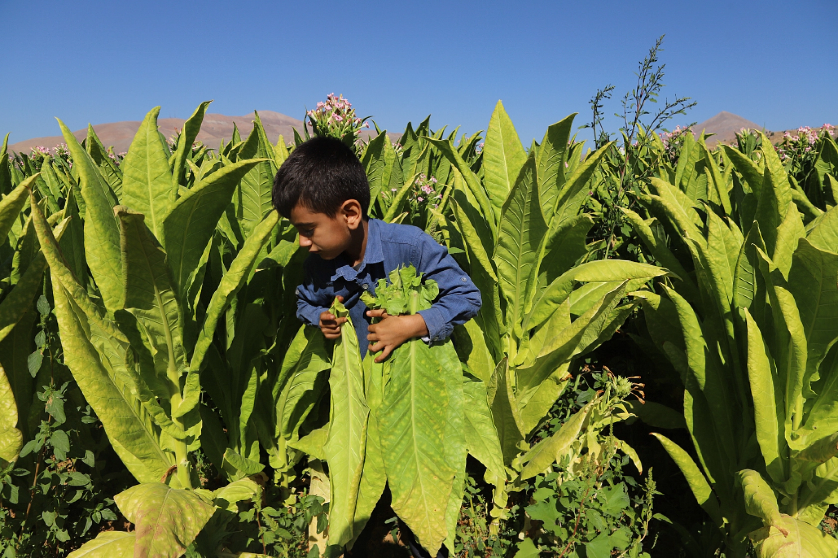 Bereketli topraklarda hasat başladı: Alın teri tarlada, gözler fiyatta