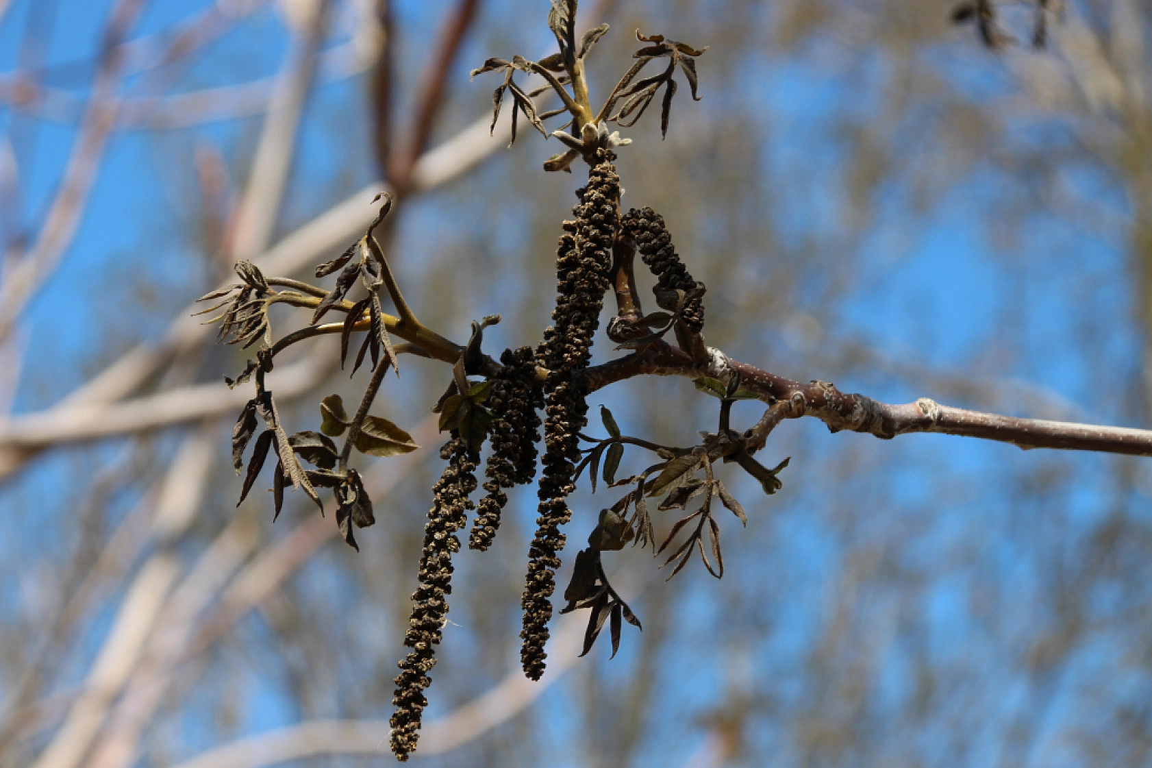 Zirai dondan etkilenen çiftçilere öneri: Ağaçlara su takviyesi yapılmalı!