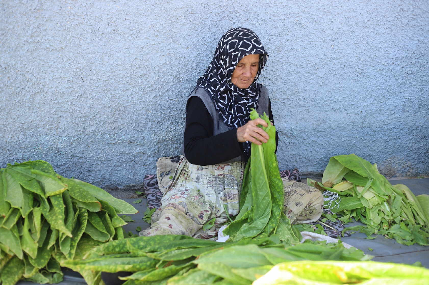 Bereketli topraklarda hasat başladı: Alın teri tarlada, gözler fiyatta
