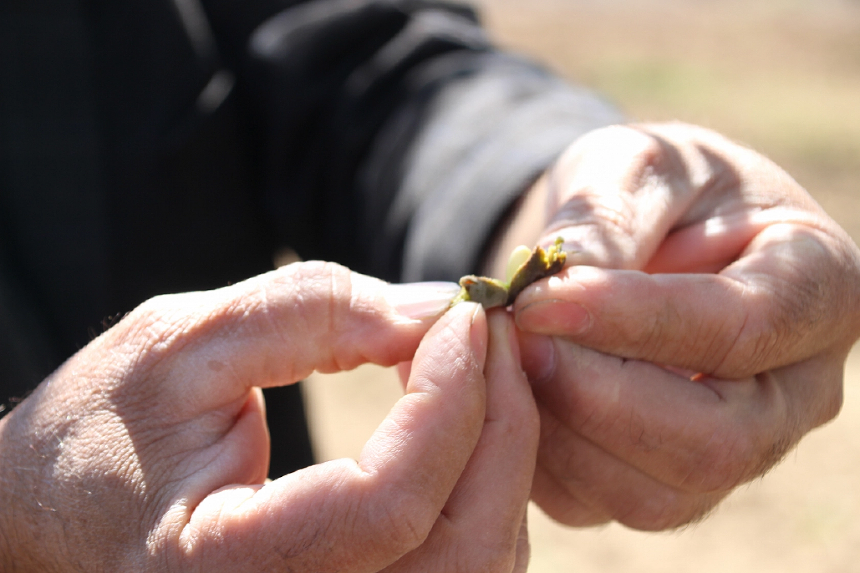 Tarım Sigortası Nedir? Hasar tazminatı ne zaman ve nasıl ödenir? İşte Çiftçilerin Bilmesi Gerekenler…