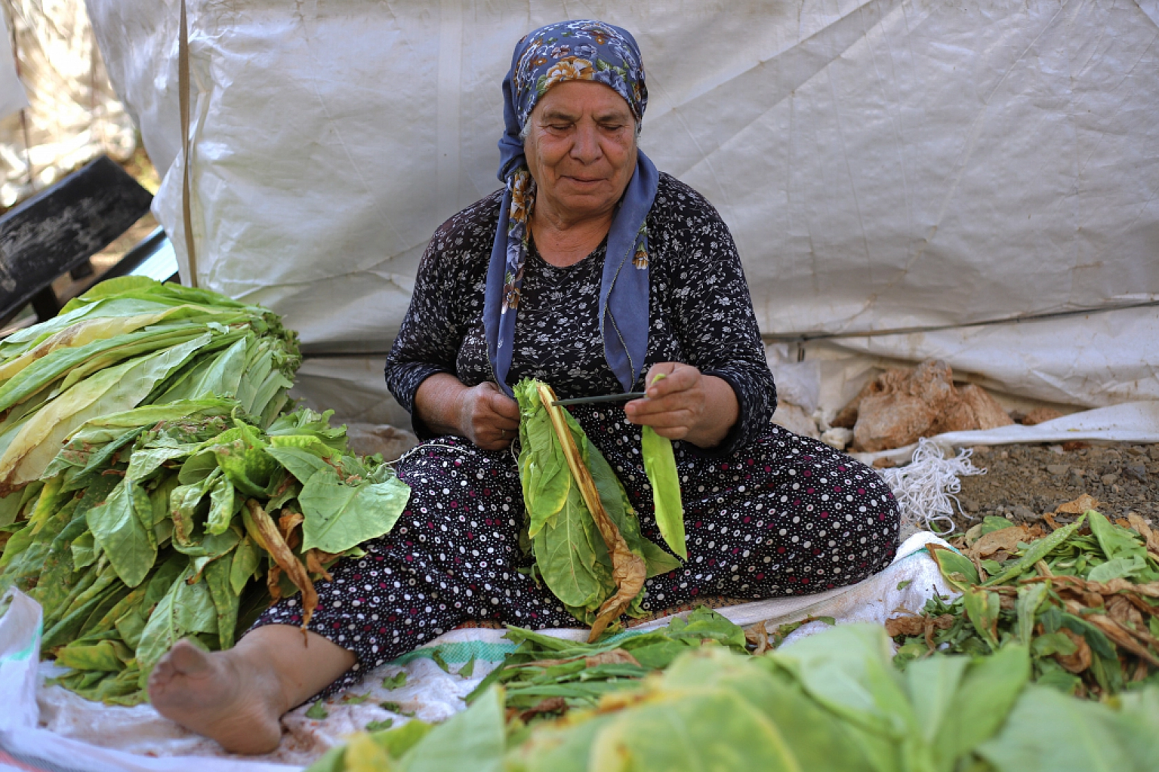 Bereketli topraklarda hasat başladı: Alın teri tarlada, gözler fiyatta
