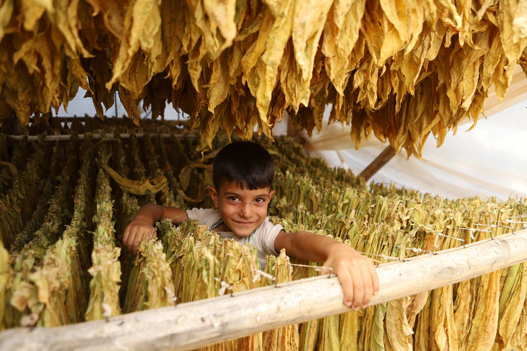 Bereketli topraklarda hasat başladı: Alın teri tarlada, gözler fiyatta