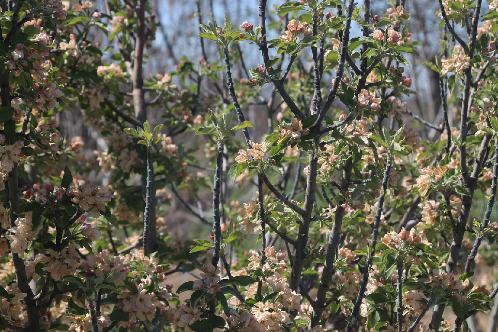 Bayram Sonrası Sözü Yalan Oldu: Zirai Don Ödemesi İçin Yeni Tarih Tepki Çekti