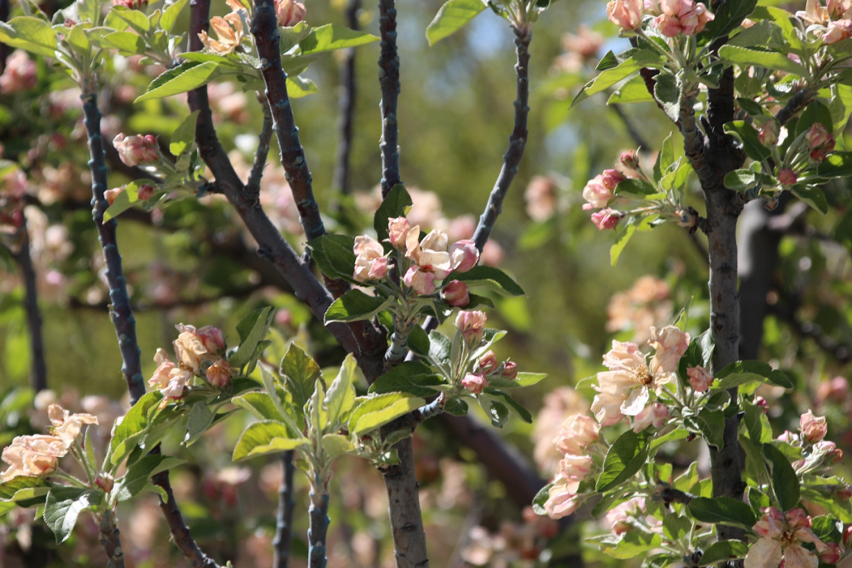 Bayram Sonrası Sözü Yalan Oldu: Zirai Don Ödemesi İçin Yeni Tarih Tepki Çekti