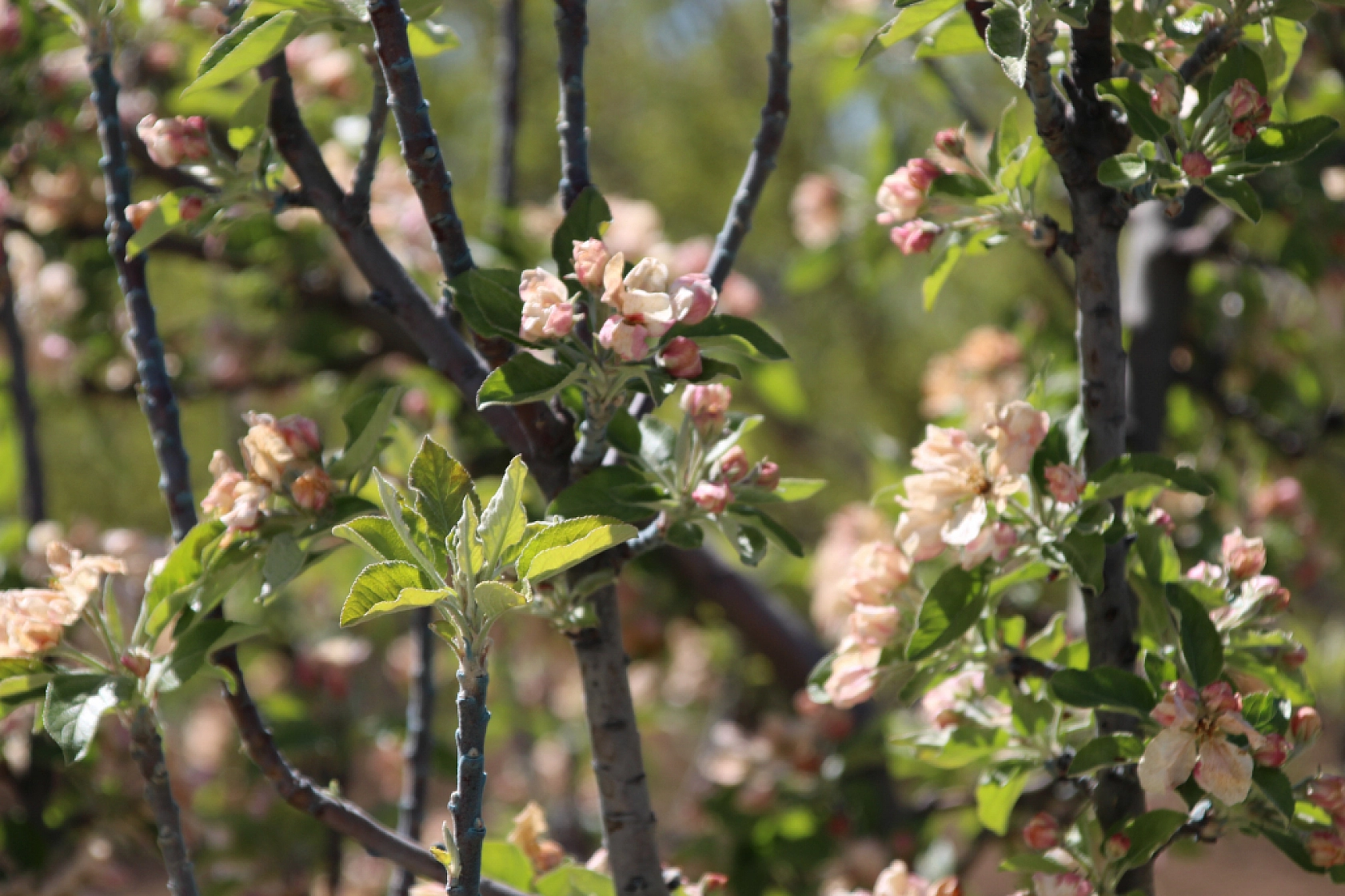 Tarım Sigortası Nedir? Hasar tazminatı ne zaman ve nasıl ödenir? İşte Çiftçilerin Bilmesi Gerekenler…