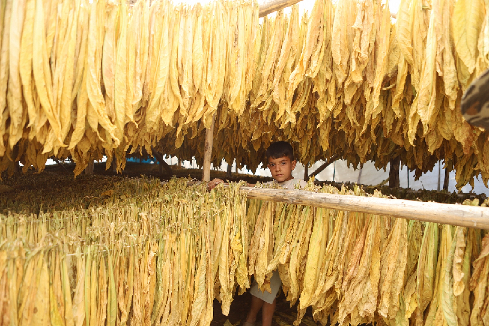 Bereketli topraklarda hasat başladı: Alın teri tarlada, gözler fiyatta