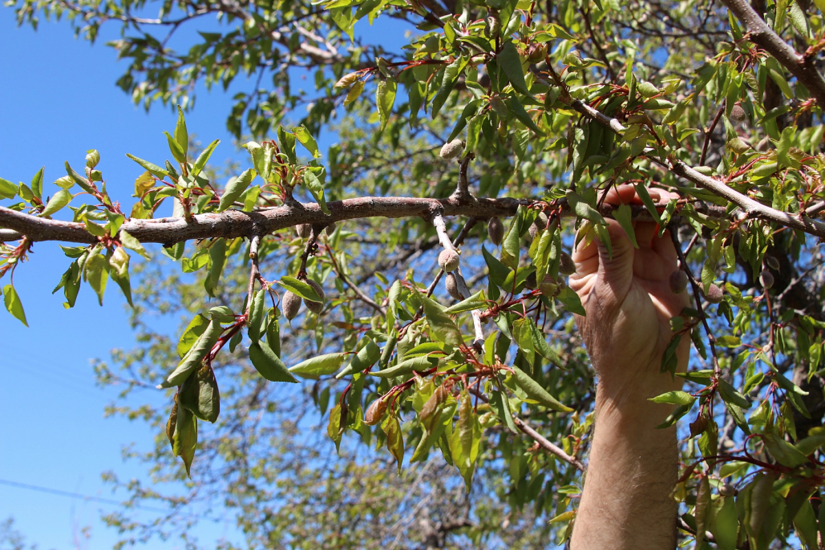 Bayram Sonrası Sözü Yalan Oldu: Zirai Don Ödemesi İçin Yeni Tarih Tepki Çekti