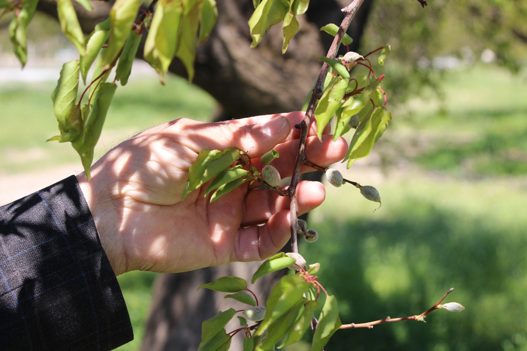 Zirai don destek ödemeleri için umutlu bekleyiş: Gözler bayram sonrasına çevrildi