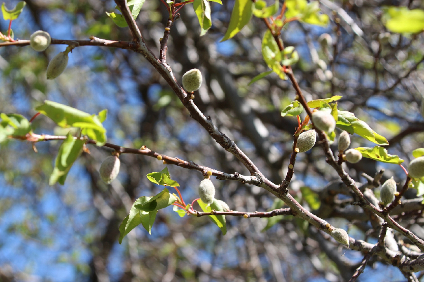 Zirai don destek ödemeleri için umutlu bekleyiş: Gözler bayram sonrasına çevrildi