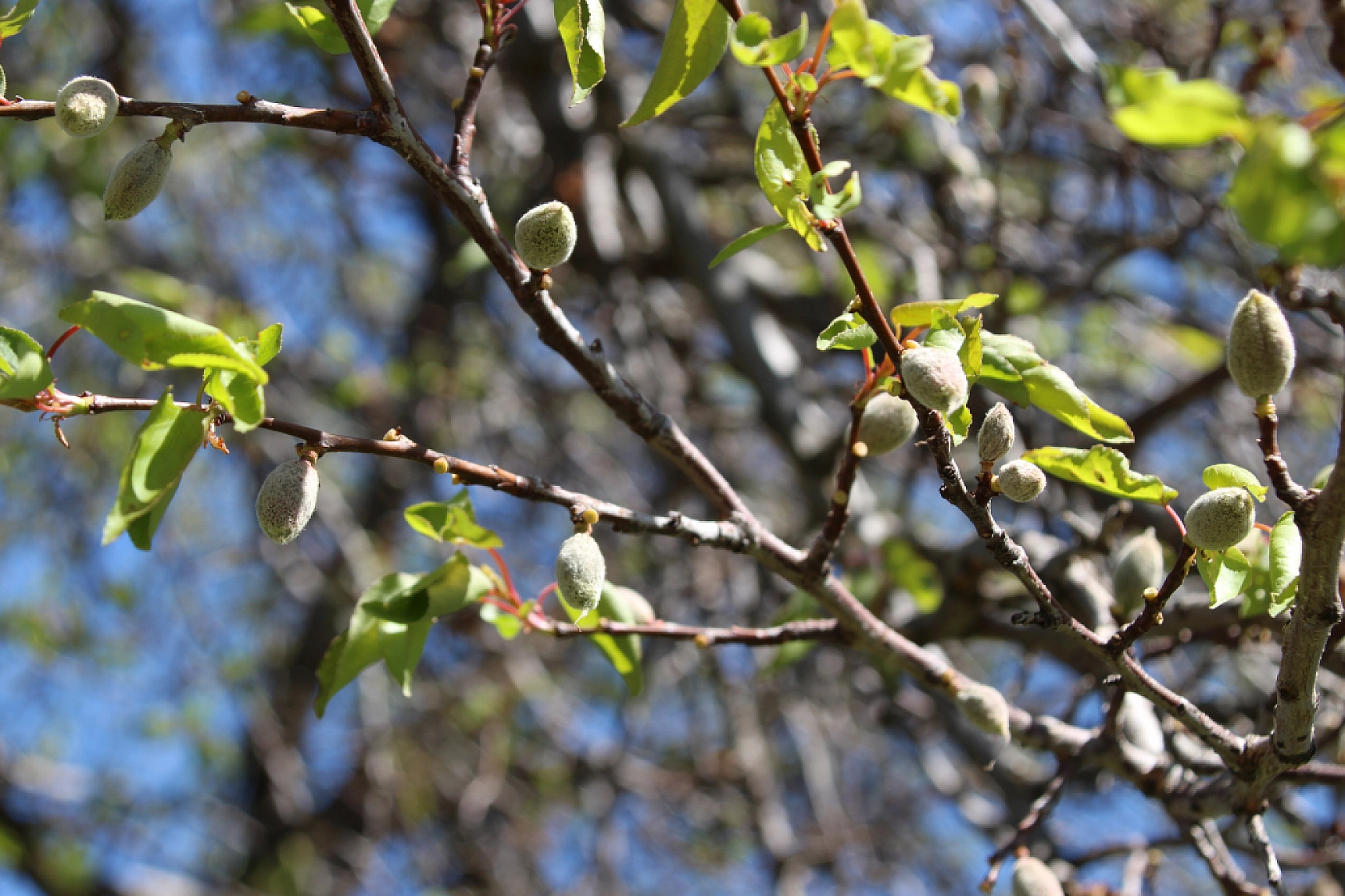 Ağbaba'dan zirai don eleştirisi: Üretici daha ne kadar bekleyecek?