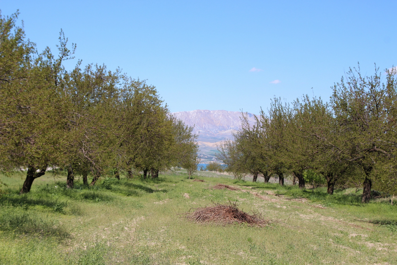 Üreticiler Parasını Ödediği Suyunu Alamadı: Sulama Suyu Kayısıya Değil Tütüne Gidiyor