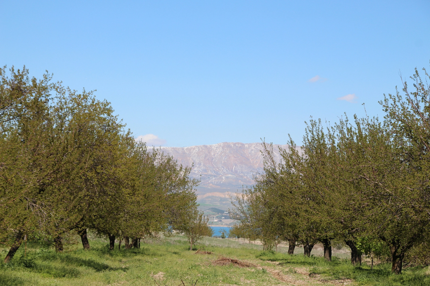 Malatya'da zirai dondan etkilenen çiftçilere müjde: Destek ödemesi için tarih netleşiyor!