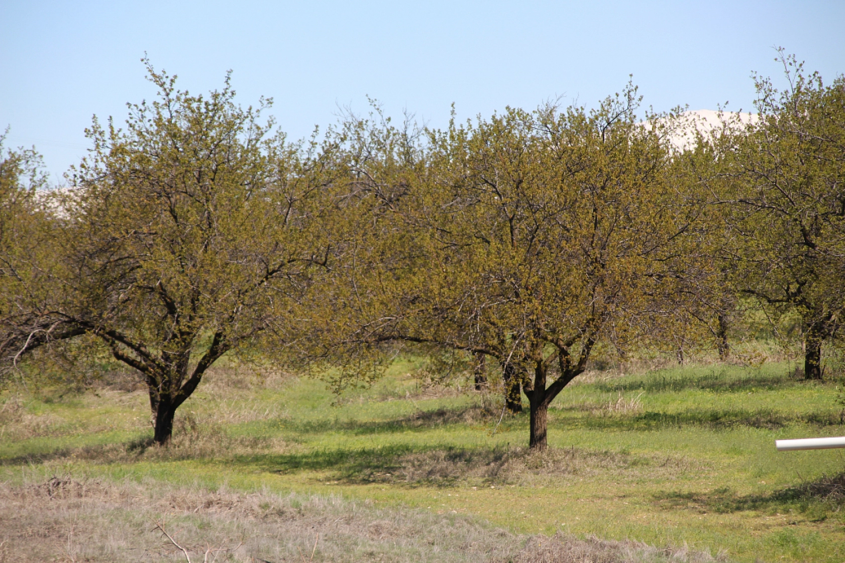 Tarım Sigortası Nedir? Hasar tazminatı ne zaman ve nasıl ödenir? İşte Çiftçilerin Bilmesi Gerekenler…