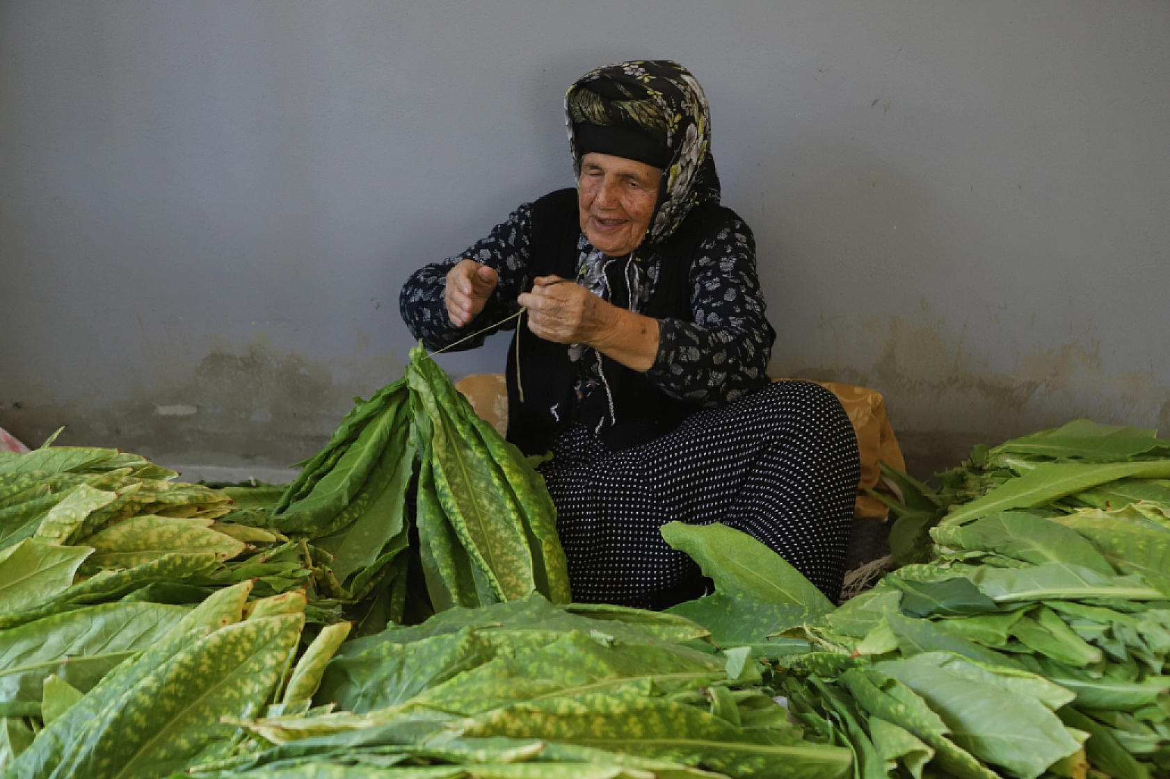 Bereketli topraklarda hasat başladı: Alın teri tarlada, gözler fiyatta