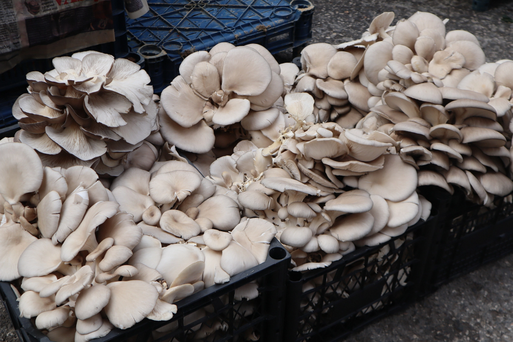 Malatyalıların Cebi Yanıyor: Pazardaki Fiyatlar Dudak Uçuklattı! İşte Güncel Fiyatlar...