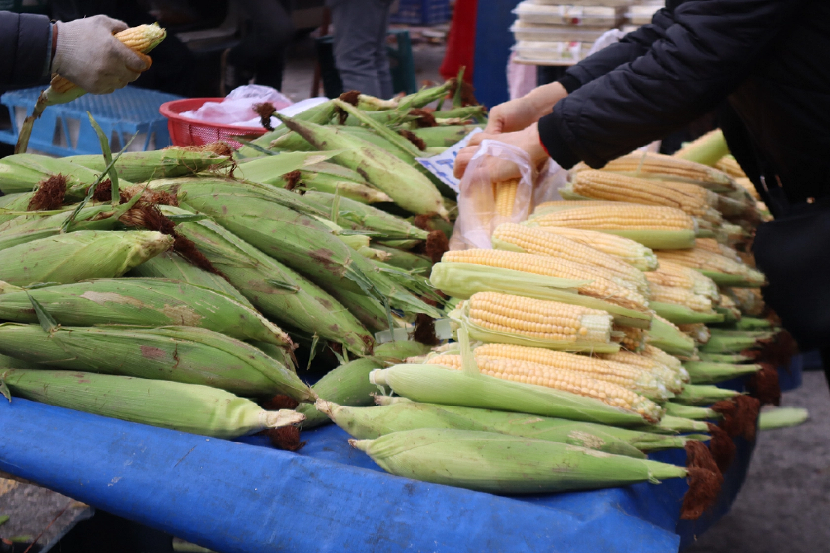 Malatyalıların Cebi Yanıyor: Pazardaki Fiyatlar Dudak Uçuklattı! İşte Güncel Fiyatlar...