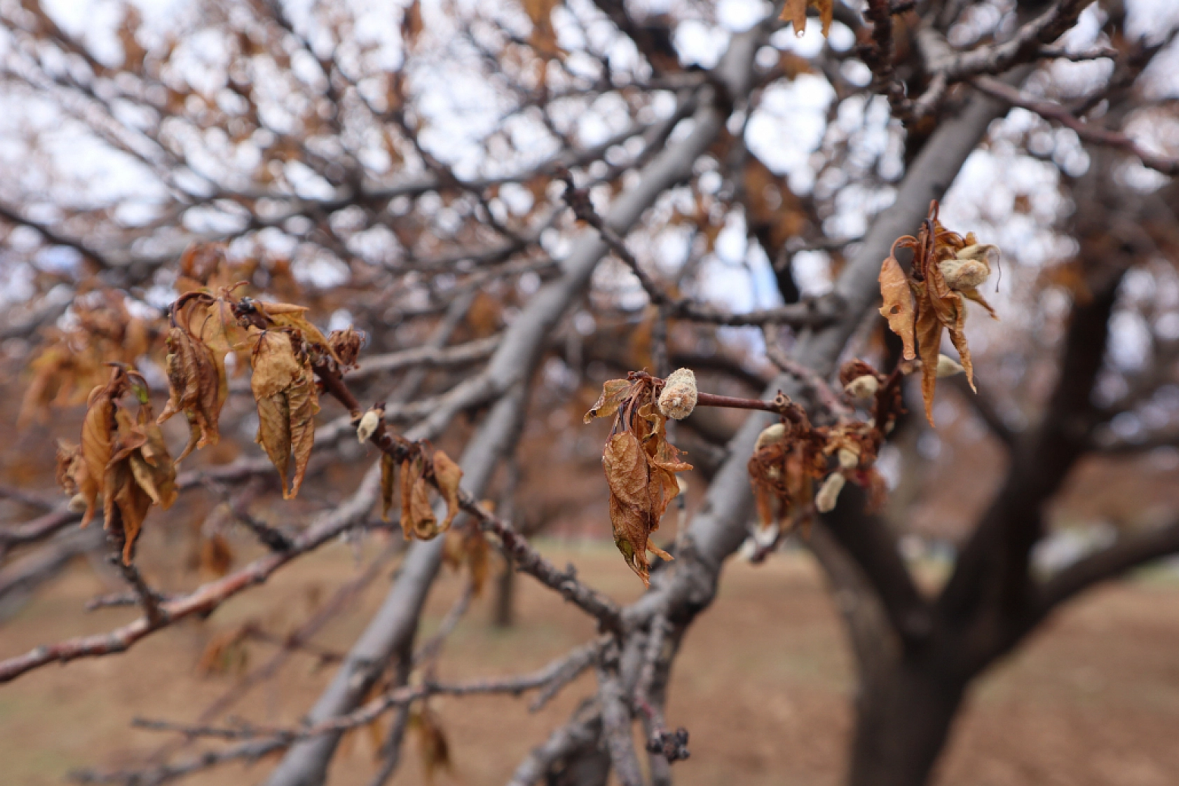 Zirai dondan etkilenen çiftçiye ödeme ne zaman yapılacak?