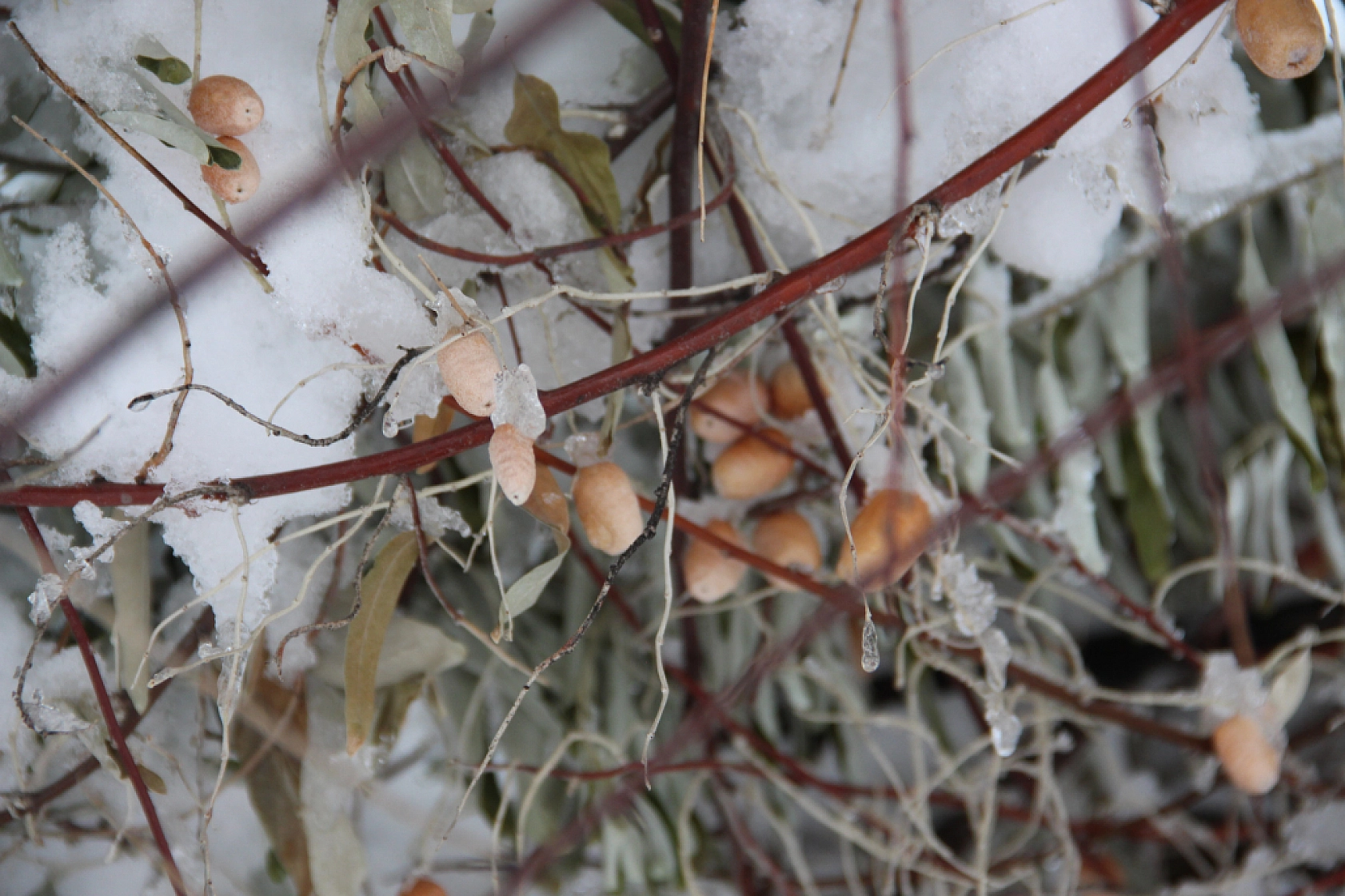 Malatyalılar dikkat! Zirai don tehlikesi kapıda...