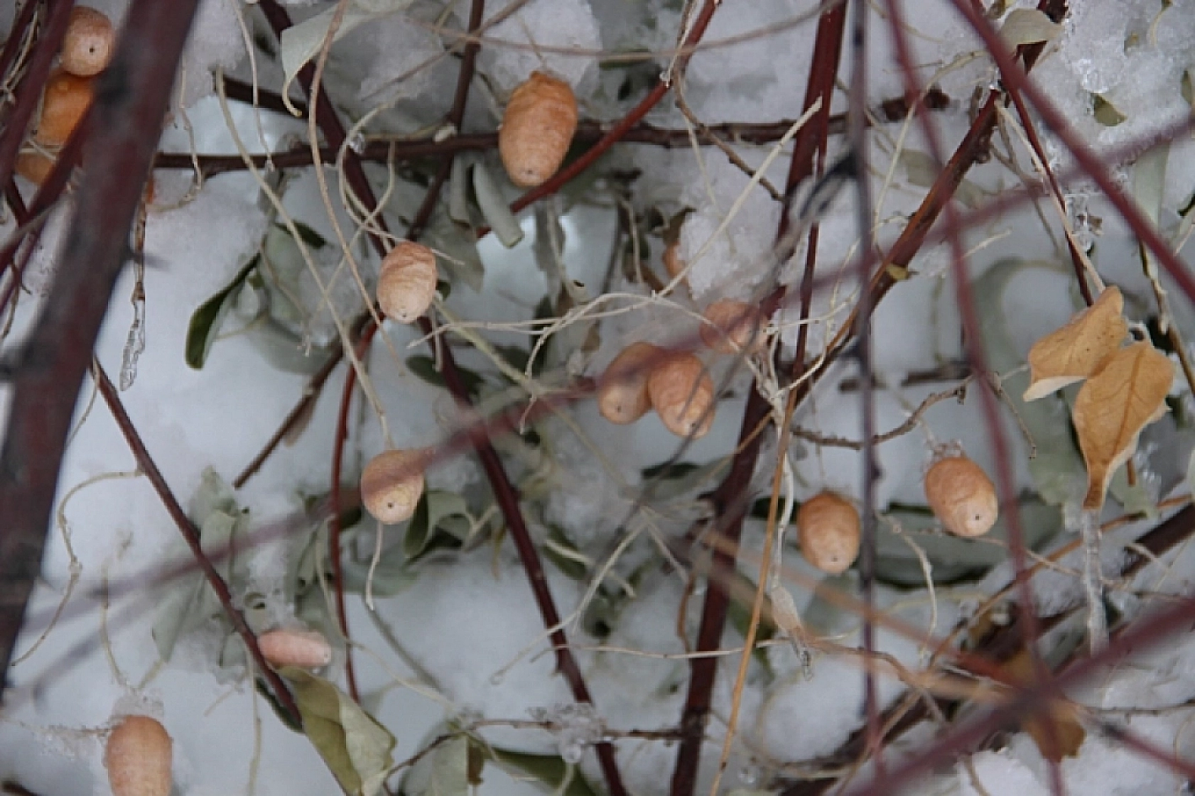 Meteoroloji Saat Verdi: Malatya'ya Kar Geliyor...