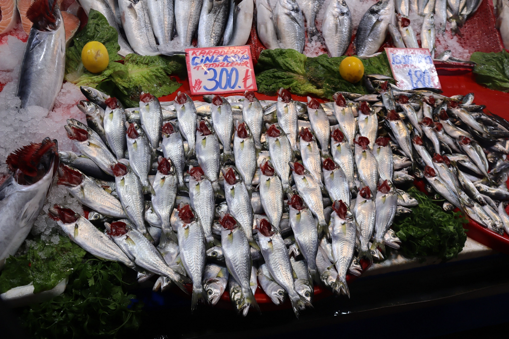 Malatya'da Balık Sezonu Başladı! En Ucuz Balık Hangisi? İşte Fiyatlar...