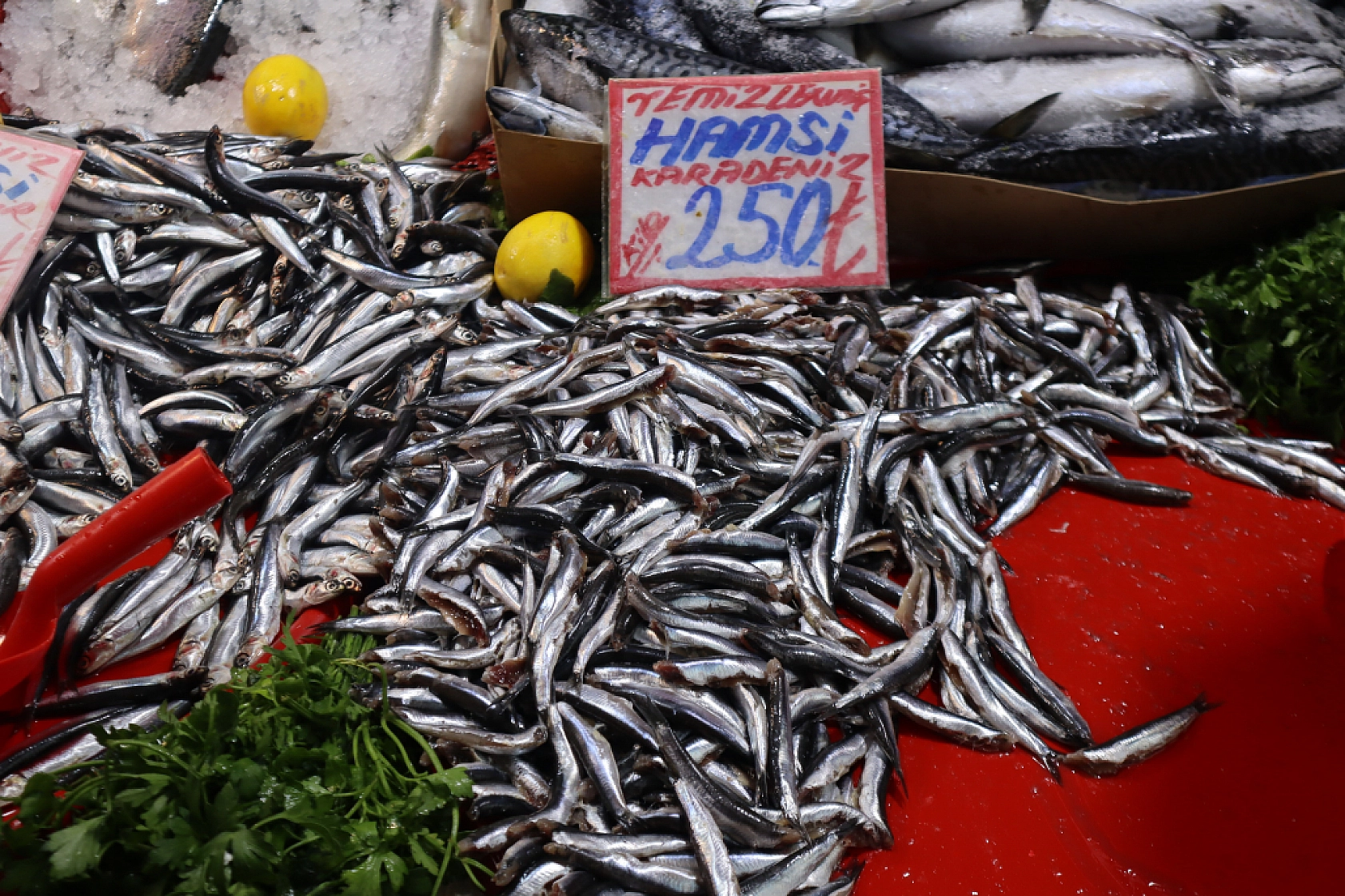 Malatya'da Balık Sezonu Başladı! En Ucuz Balık Hangisi? İşte Fiyatlar...