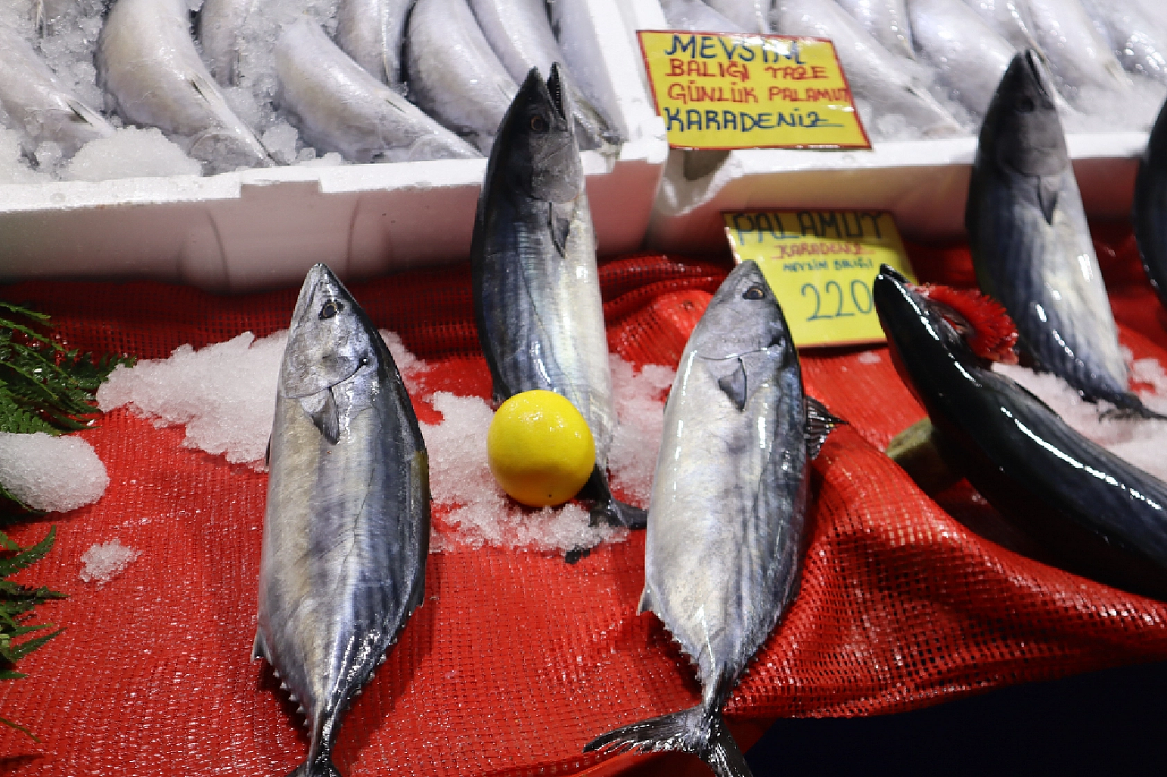 Malatya'da Balık Sezonu Başladı! En Ucuz Balık Hangisi? İşte Fiyatlar...