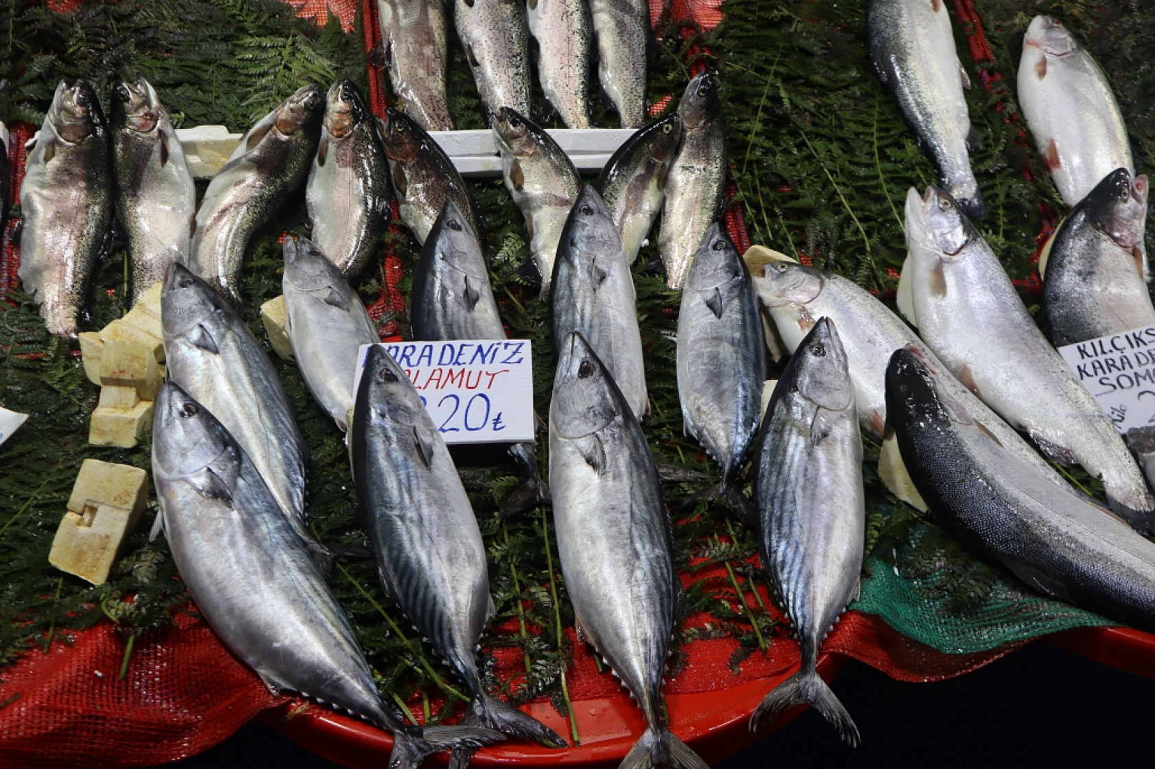 Malatya'da Balık Sezonu Başladı! En Ucuz Balık Hangisi? İşte Fiyatlar...